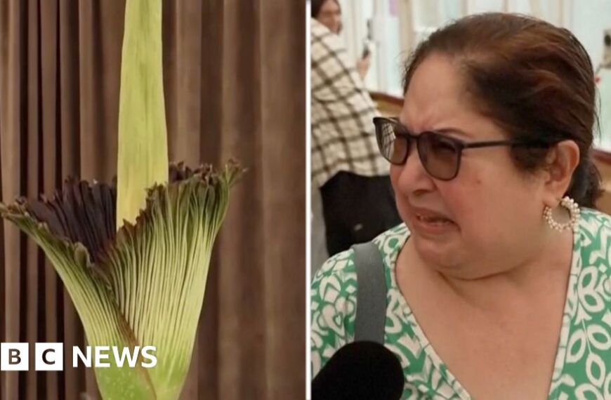 Australians react to smell of plant in bloom