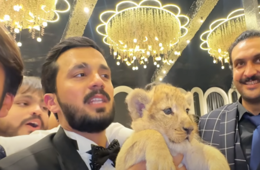 Pakistan Youtuber ordered to make animal welfare videos for owning lion