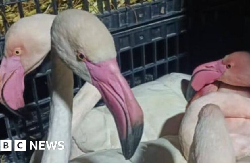 Pink flamingos ‘seized from smugglers’ in Tunisia